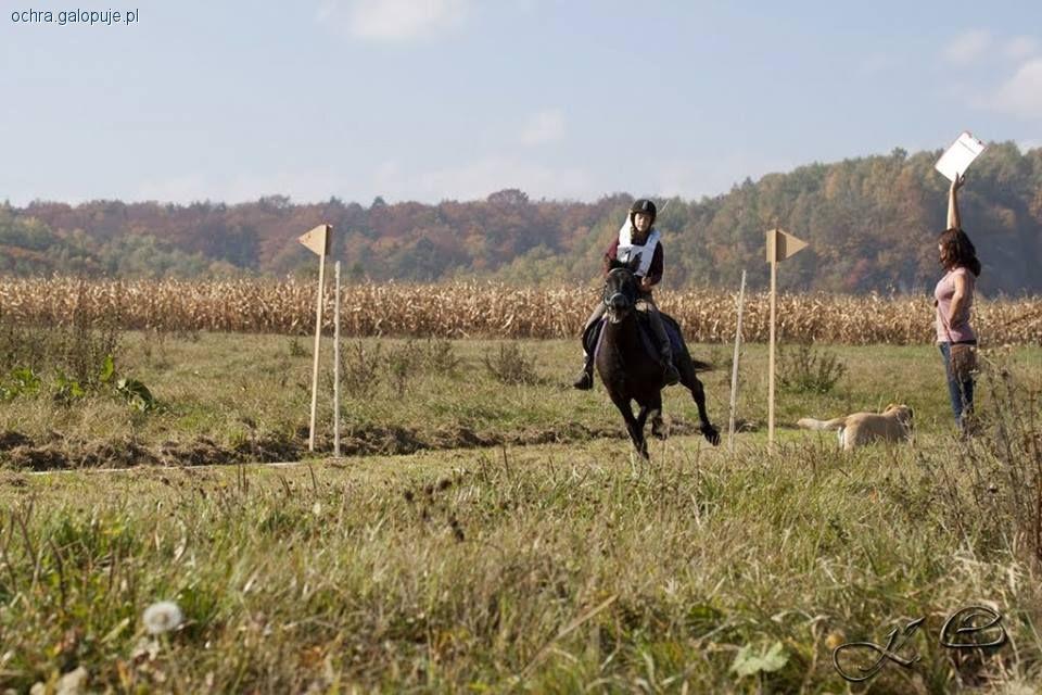 wolny galop