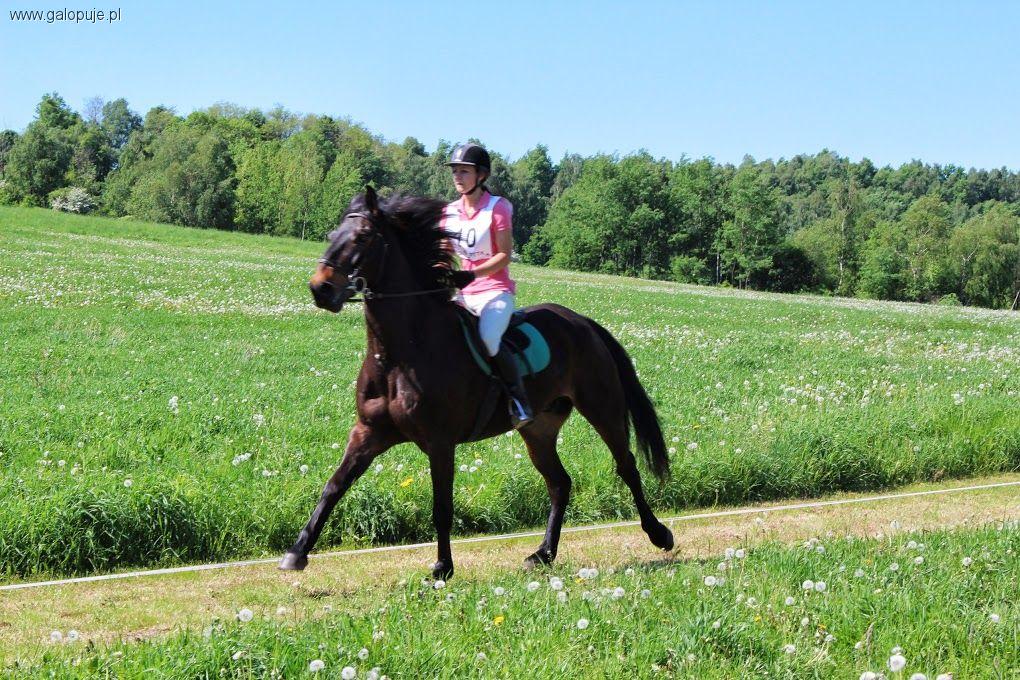  TREC PTTK - II Konkurs Konia Turystycznego Nielepice 18-19 maja 2013