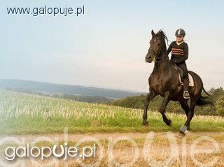galopuje.pl partnerem Polskiej Agencji Promocji Jeździectwa