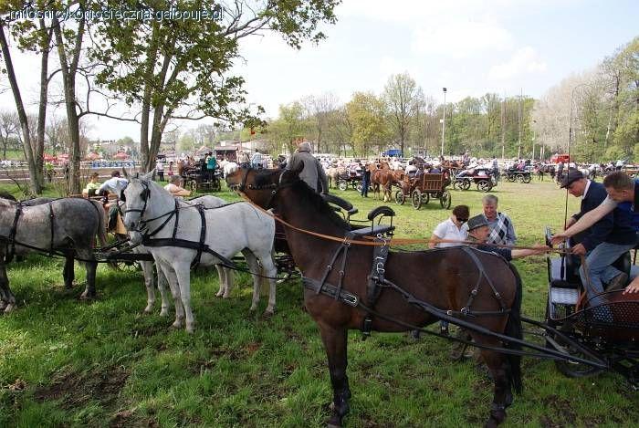 Relacja foto z zawodów w powożeniu zaprzęgami o puchar Burmistrza Miasta i Gminy Osieczna