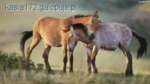Życie w końskim społeczeństwie