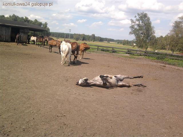 wygraj wakacje w siodle- obóz Qń