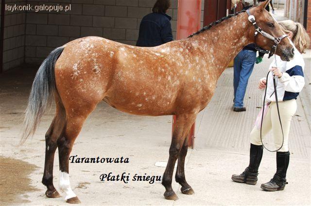  Maść Tarantowata 