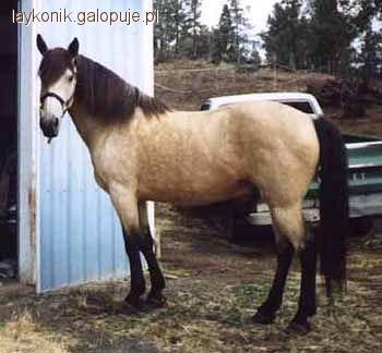  Maść Jelenia ( buckskin ) Kremowa i Perłowa 
