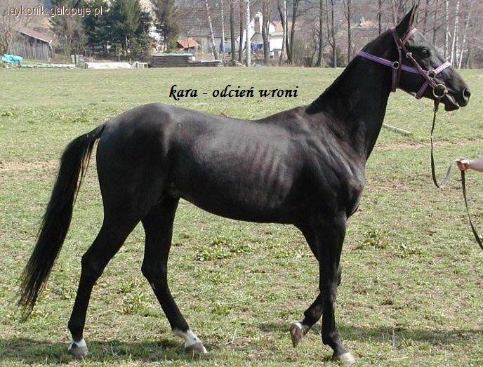  Maść Kara, Kasztanowata, Gniada .