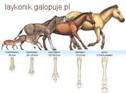   Ewolucja w świecie koni 
