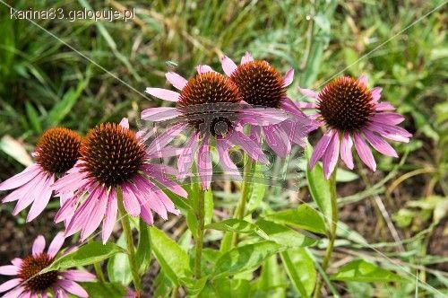 Echinacea (jeżówka purpurowa)