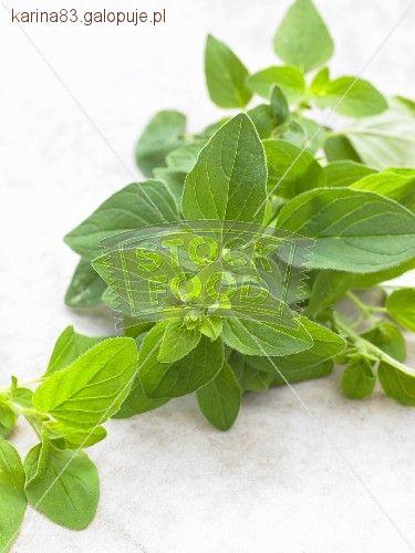 Oregano