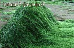 Algi morskie