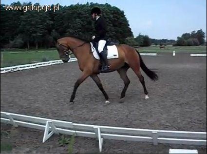 Digitalcup.pl – pierwsze e-zawody jeździeckie rozegrane