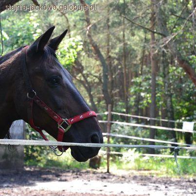 Nowe koniki