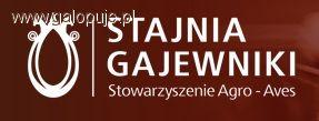Festiwal Jeździecki Gajewniki 2012