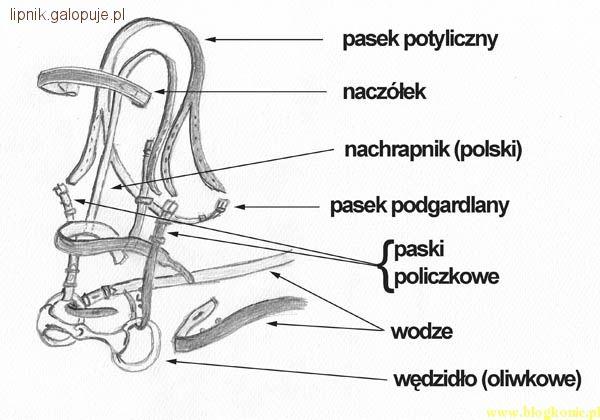 Ogłowie