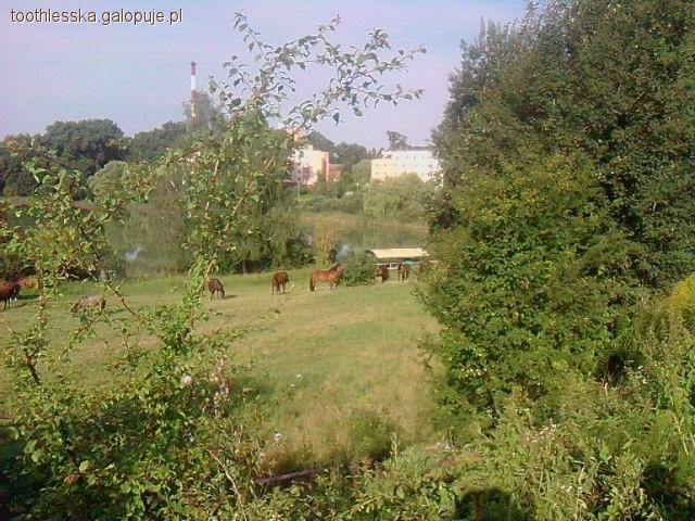 Moje studia na UWM zootechnika