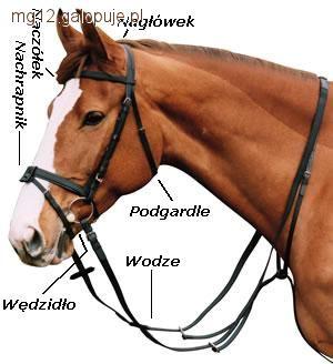 Ogłowie, czyli co koń nosi na głowie.