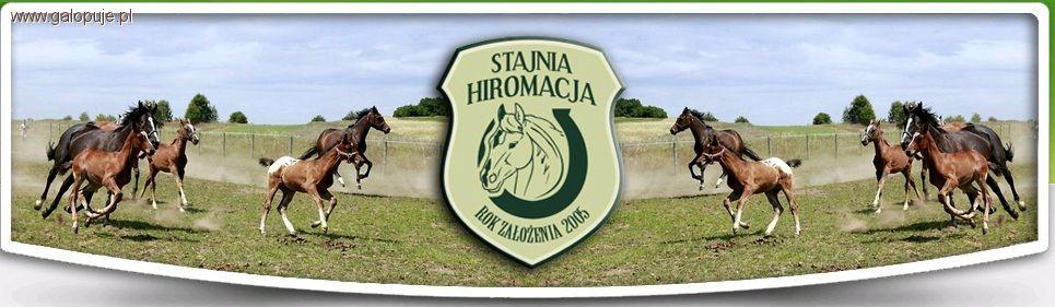 Zawody towarzyskie w skokach i ujeżdżeniu Stajnia Hiromacja Kłobuck