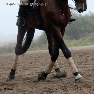 Trening ujeżdżeniowy Poznań