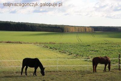 Weekendy w siodle oraz obozy jeździeckie - wakacje 2012