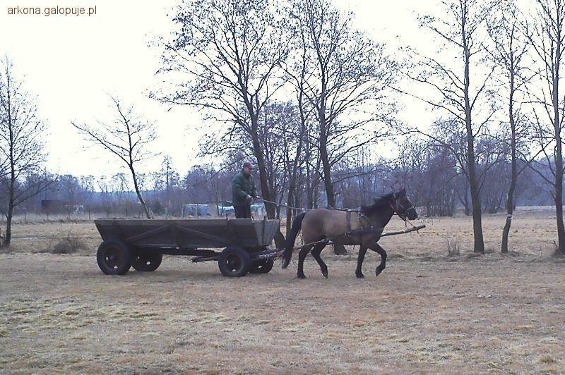 Ubezpieczenie NNW w Stajni Marynki
