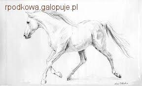 Pojazdy sportowe