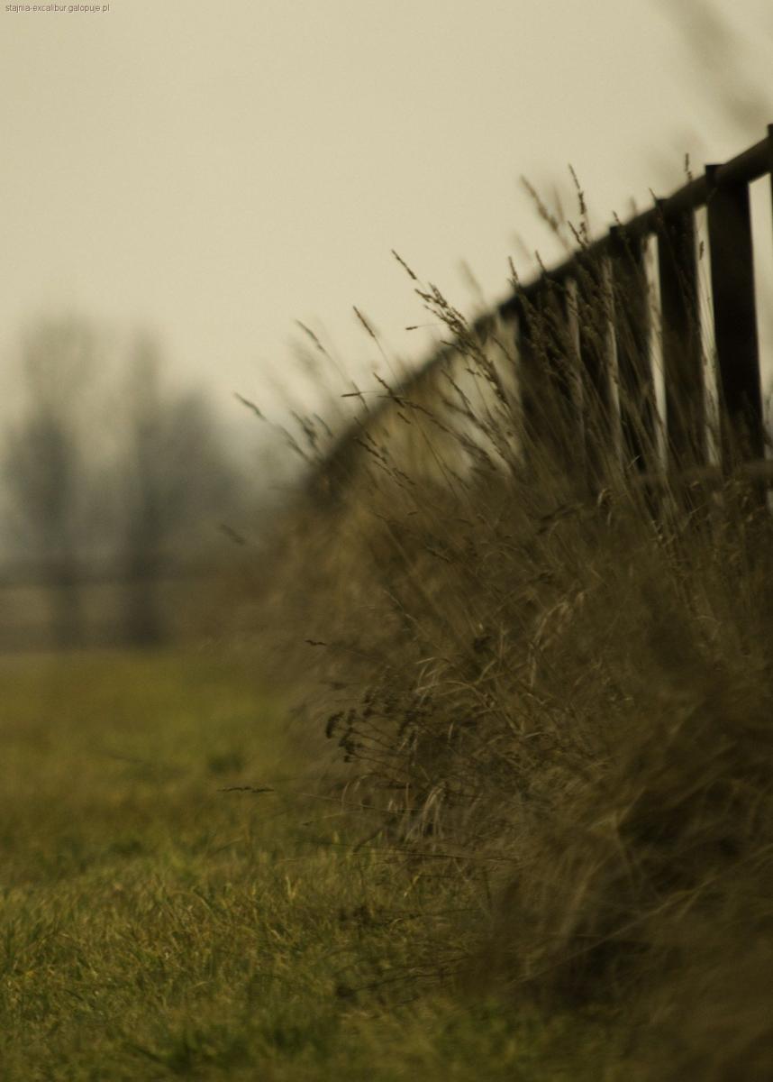 Zapraszamy na stronę  http://stajniaexcalibur.manifo.com/