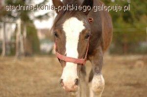 Luty - miesiącem dla koni! Rusza wielka akcja w Stadninie Konia Polskiego dla fundacji