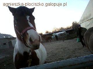 Mój pierwszy galop