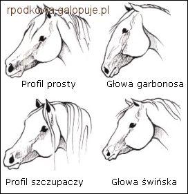 Profil głowy końskiej