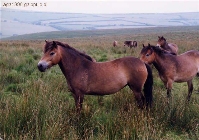 Kuc Exmoor
