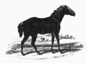 TARPAN