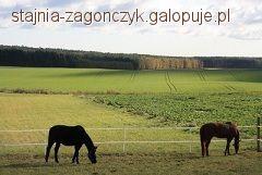 Wolne boksy dla koni. 