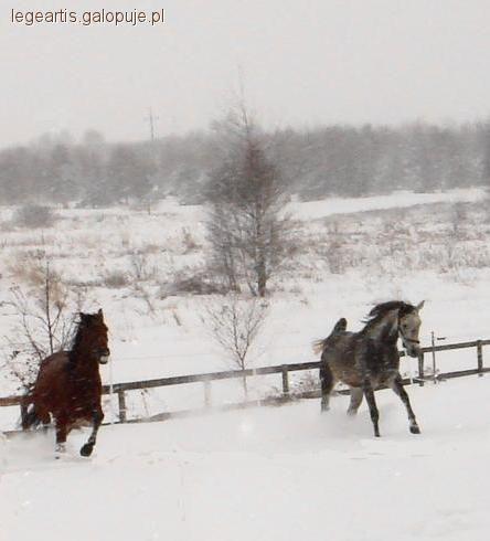 Pierwszy galop, moje stanowcze – nie!