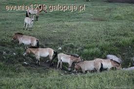 KOŃ PRZEWALSKIEGO 