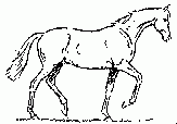 Kłus
