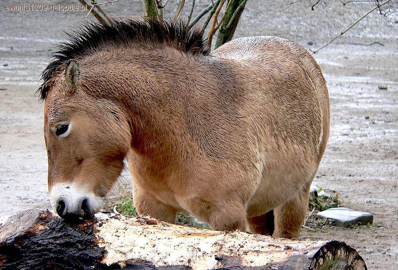 HISTORIA KONIA- EWOLUCJA RODZAJU EQUUS cz.3