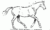 Galop 