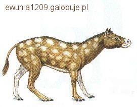 HISTORIA KONIA- EWOLUCJA RODZAJU EQUUS CZ.1