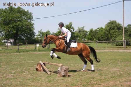 Zawody jeździeckie Stajnia Lipowa