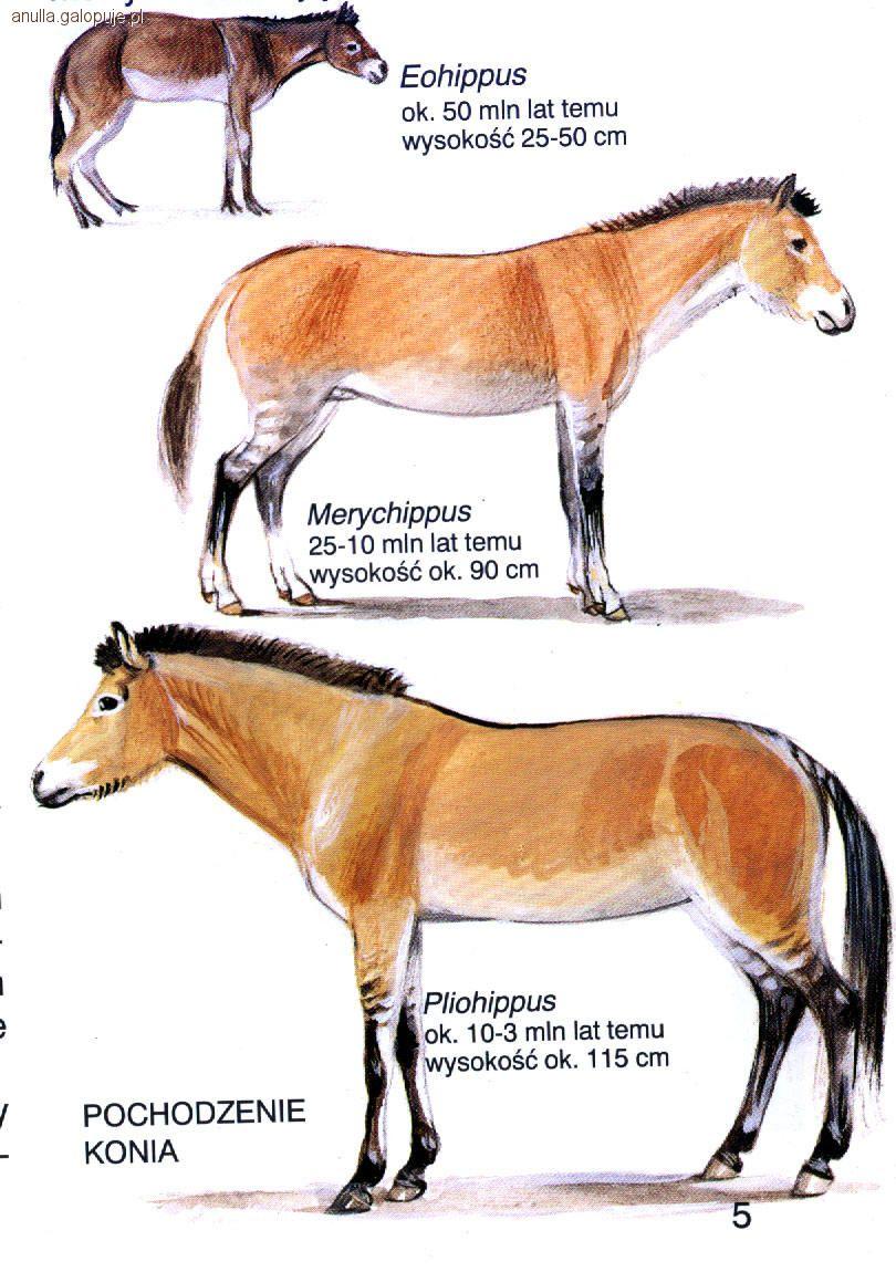 Ewolucja koniowatych 