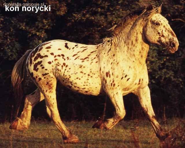 Koń Norycki