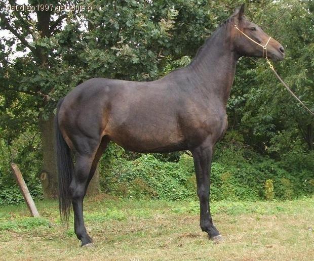 Furioso