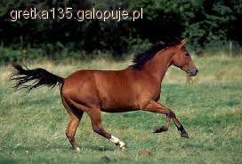 Quarter Horse