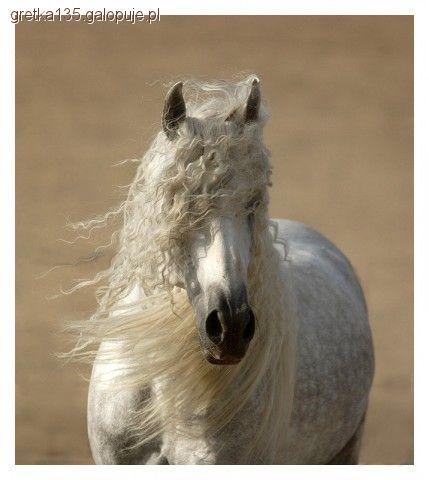 Andaluzy