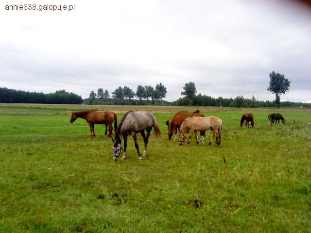 Pochodzenie konia
