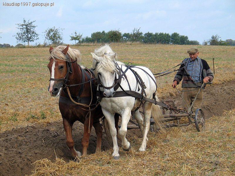 Określenia koni