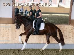 Kontrgalop