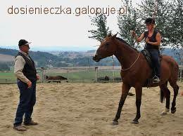 Cofanie konia jak nauczyć konia cofania