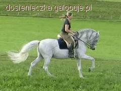 Przejścia konia do wyższych chodów