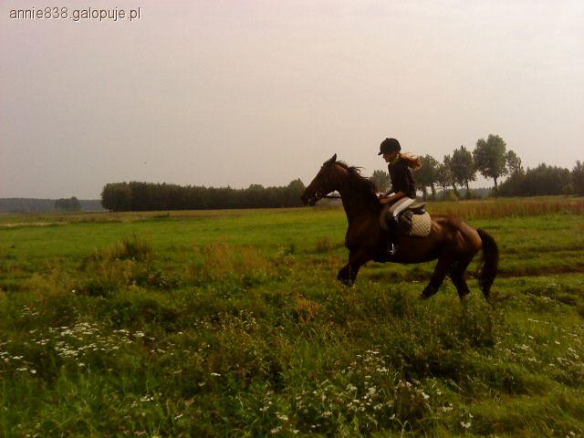 Trening kondycyjny konia przed WKKW