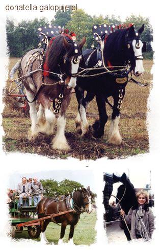 Shire - koń wielkolud